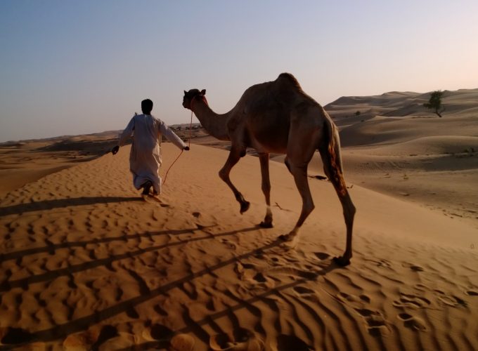 Wallpaper camel in desert, arabian caravan, Arabian Nights Village, Nokia Lumia test, Abu Dhabi tourism, Animals 1195716913